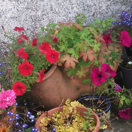 Fuchsia House Bed And Breakfast Connemara Renvyle Εξωτερικό φωτογραφία