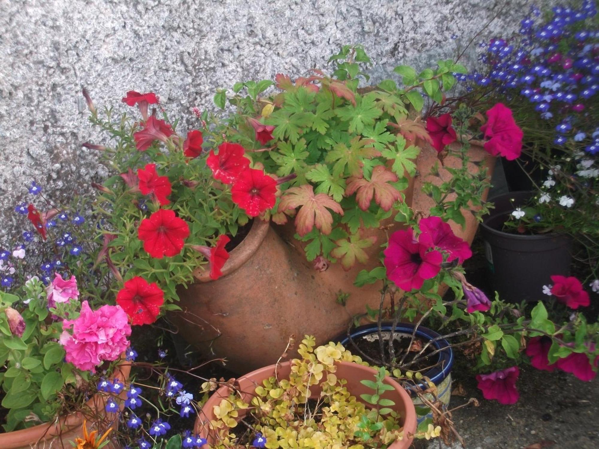 Fuchsia House Bed And Breakfast Connemara Renvyle Εξωτερικό φωτογραφία