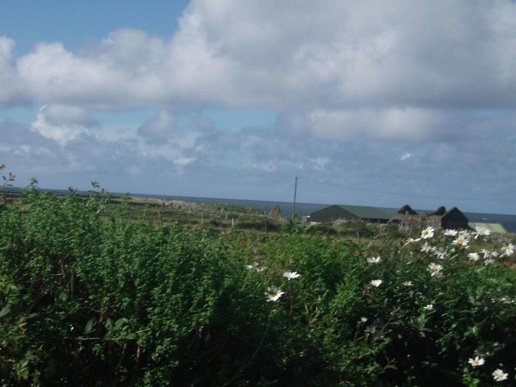 Fuchsia House Bed And Breakfast Connemara Renvyle Εξωτερικό φωτογραφία