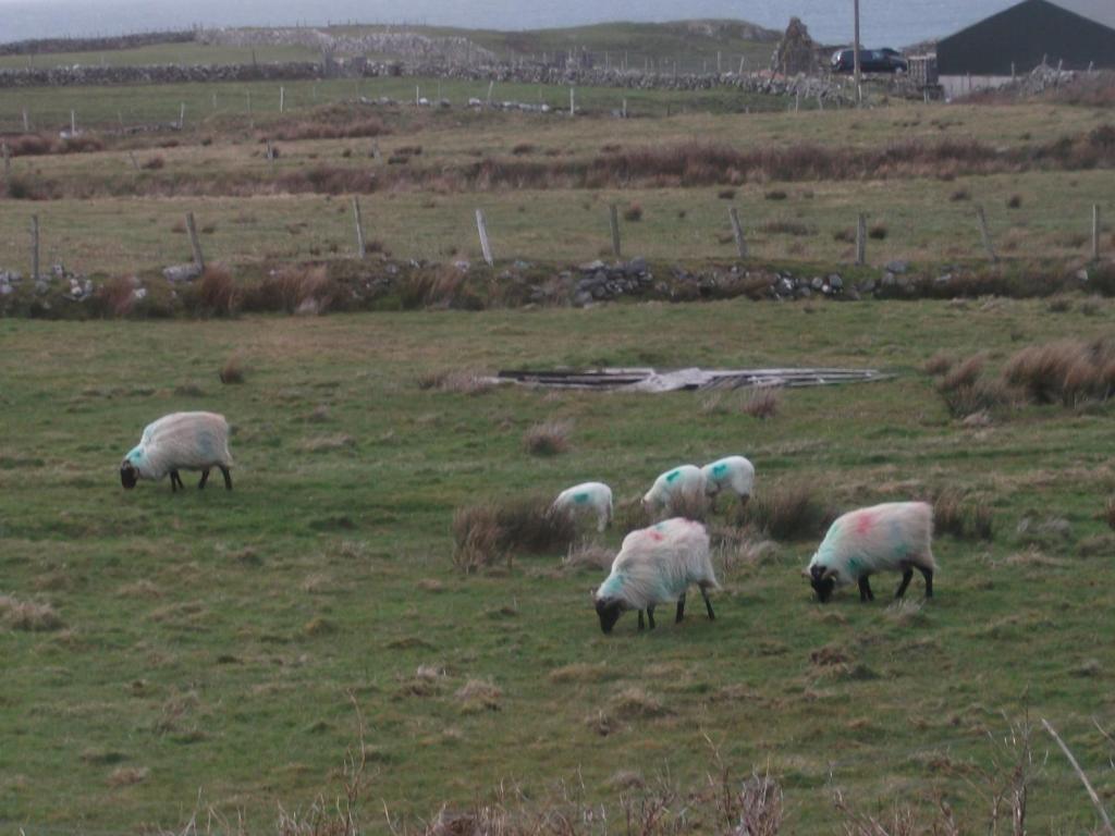 Fuchsia House Bed And Breakfast Connemara Renvyle Εξωτερικό φωτογραφία